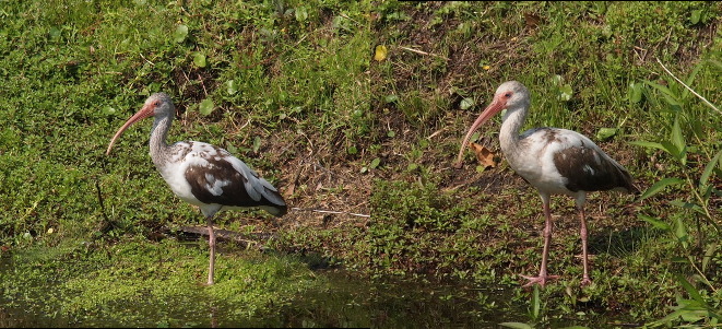 [Two photos spliced together. On the left standing on one leg in the water near the edge of a hillside is a brown and white ibis. It is transitioning from being all brown to all white and has feathers of both colors all over its body. The ibis on the right is standing on both feet on the ground right beside the edge of the water. The individual toes of its right foot are visible. The white and brown feather patterns on this bird are slightly different than the other bird, but the amounts of each color are approximately the same.]
